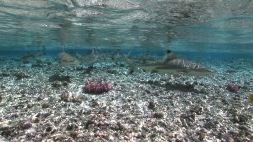 Fakarava, Group of black tip sharks swimming shallow
