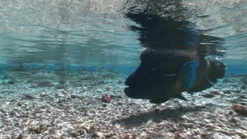 Fakarava, black tip sharks and Napoleon wrasse swimming in shallow water