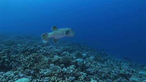 Fakarava, Big puffer fish near the coral garden