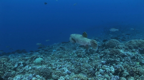Fakarava, Big puffer fish near the coral garden, from rear