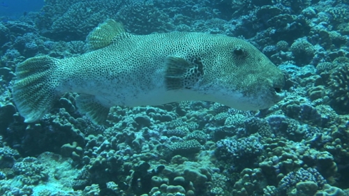 Fakarava, Zoom on Big puffer fish near the coral garden