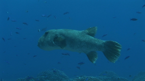 Fakarava, Zoom on a Big single puffer fish near the coral garden