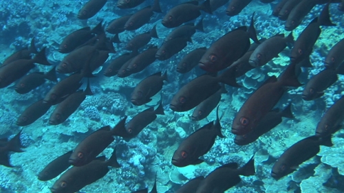 Fakarava, Big eyes crescent tail fishes schooling along the coral reef