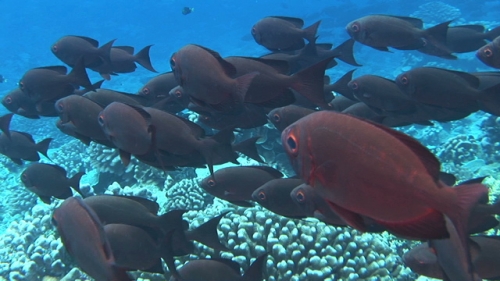 Fakarava, Zoom on Big eyes crescent tail fishes schooling along the coral reef