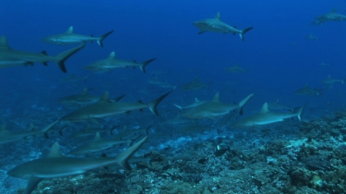 Drifting through a Group of grey sharks swimming  along the coral reef