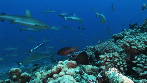 Group of grey sharks swimming  along the coral reef, scenic