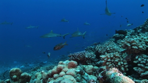 Group of grey sharks swimming  along the coral reef