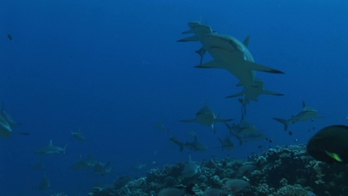 Group of grey sharks swimming  along the coral reef
