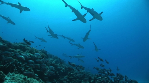 Red paddle tail snappers schooling along the coral reef, grey reef sharks in the background, from rear