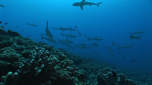 Group of grey reef sharks swimming along the coral reef, in the current, shot from rear