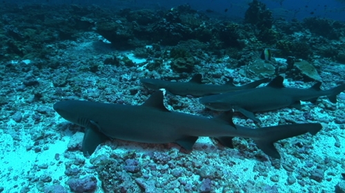 White tip lagoon sharks resting on the bottom of the pass
