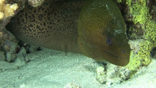 Javanese morey eel in its habitat, close