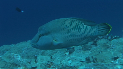 Single Napoleon wrasse swimming along the deep coral reef, close