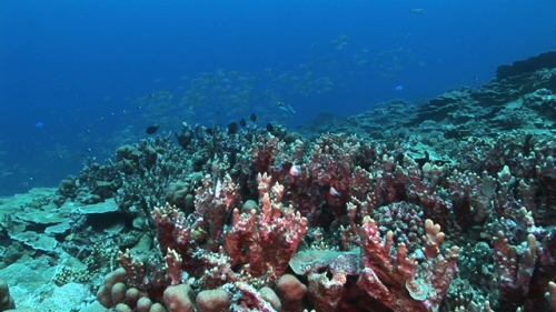 Coral formation in the deep pass, wide angle