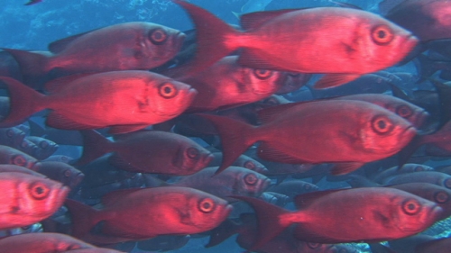 Large group of crescent tail fishes priacanthus swimming