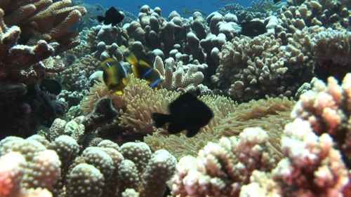 Couple of clown fishes and sea anemone in the middle of the coral garden, close up