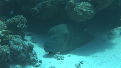 Zoom on  Napoleon wrasse resting on the sand and being cleaned by cleaner wrasse