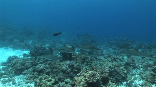 Group of shark searching food in the coral garden