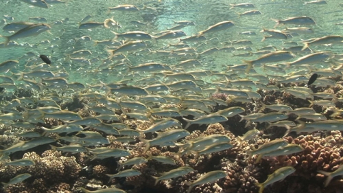 Goat fishes schooling in shallow water in the coral garden