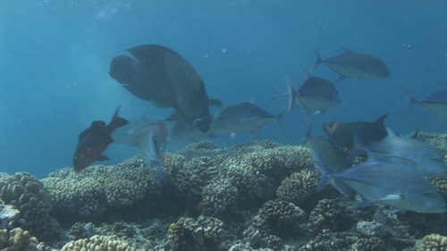 Blue Jack fishes and Napoleon wrasse hunting prays in the coral garden