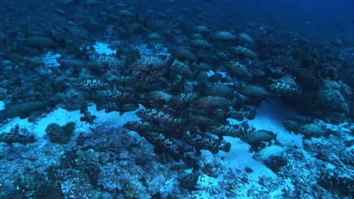 Marbled groupers schooling before mating in the deep pass