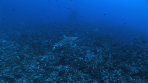 Black tip reef sharks and grey reef sharks swimming in the deep pass