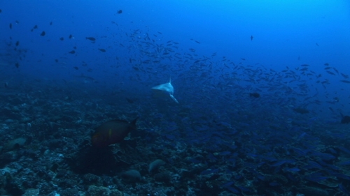 Grey reef shark swimming among Fusiliers fishes schooling in the deep pass
