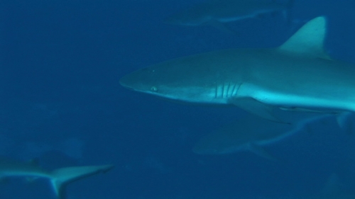Grey reef shark swimming in the deep pass, close