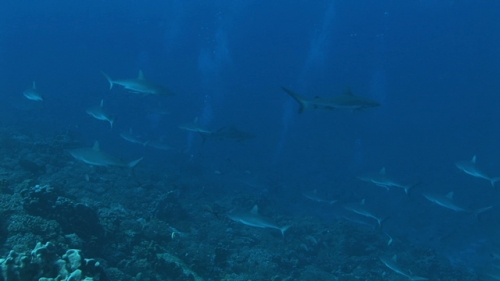 Grey reef shark swimming in the deep pass, Scuba divers in the background