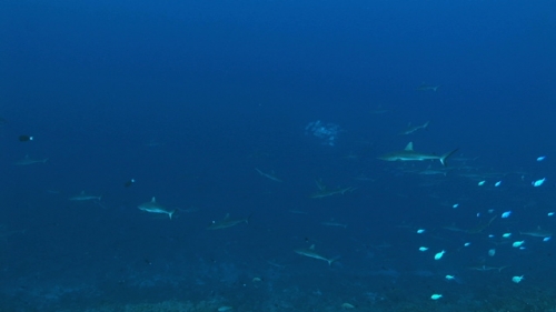 Grey reef shark swimming in the deep pass