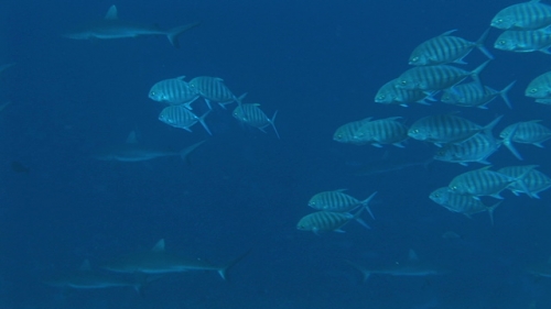 Group of Bared jack fishes swimming, grey reef sharks in the background, wide angle
