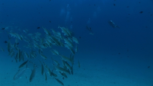 Jackfishes schooling in the pass of Raiatea, and scuba divers in the background