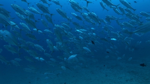 Large school of jackfishes in the pass of Raiatea