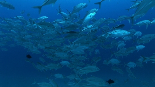 Large school of jackfishes swimming in the pass of Raiatea