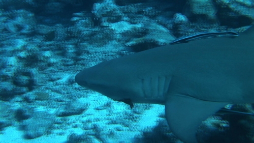 Bora Bora, single lemon shark swimming away along the reef