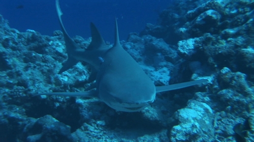 Bora Bora, Single lemon shark swimming and turning away