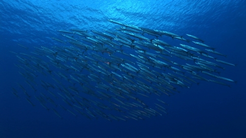 Bora Bora, beautiful shot of big eye barracudas schooling in clear water