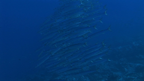 Bora Bora, big eye barracudas schooling in deep water, close, wide angle