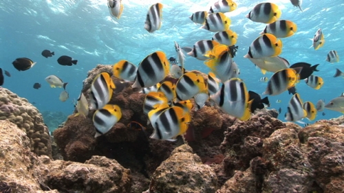 Bora Bora, school of black and yellow butterfly fishes swimming around a sea anemone, shallow