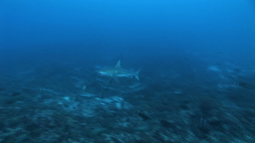 Fakarava, Black fin shark with pry in mouth followed bay grey reef sharks while marbled groupers mating