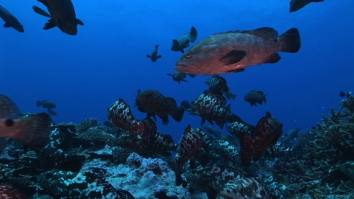 Fakarava, marbled groupers gathering and mating