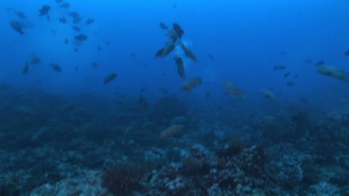 Fakarava,  marbled groupers mating and spawning