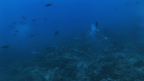 Fakarava, Balck fin sharks and grey sharks hunting marbled groupers when spawning