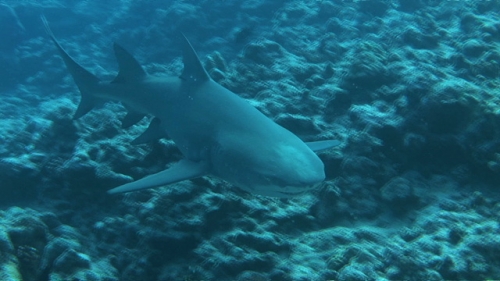 Bora Bora, Single lemon shark swimming toward the camera