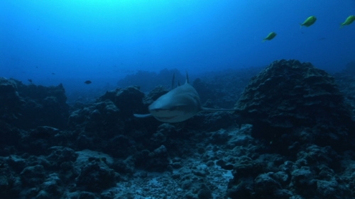 Bora Bora, Single lemon shark swimming along the reef, under the sun light