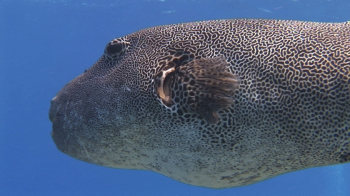 Giant Puffer fish, Arothron,  swimming along the reef