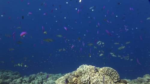 Colored fishes, anthias and yellow snappers, over the coral reef
