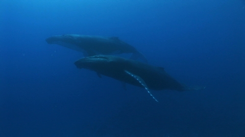 Moorea, Humpback whale, mother and calf swimming