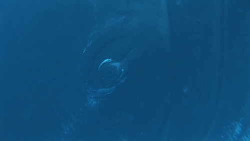 Moorea, close up on eye of Humpback whale resting