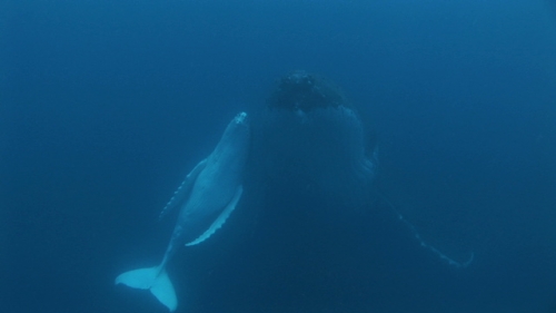 Moorea, Humpback whale, mother and calf resting and touching each other